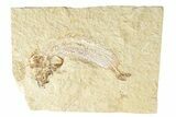 Cretaceous Fossil Fish - Lebanon #249882-1